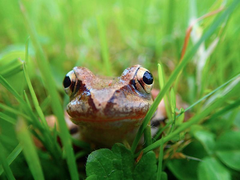 Grasfrosch