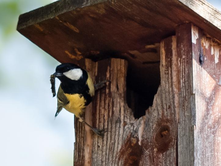 Vogel bei einem Vogelhaus