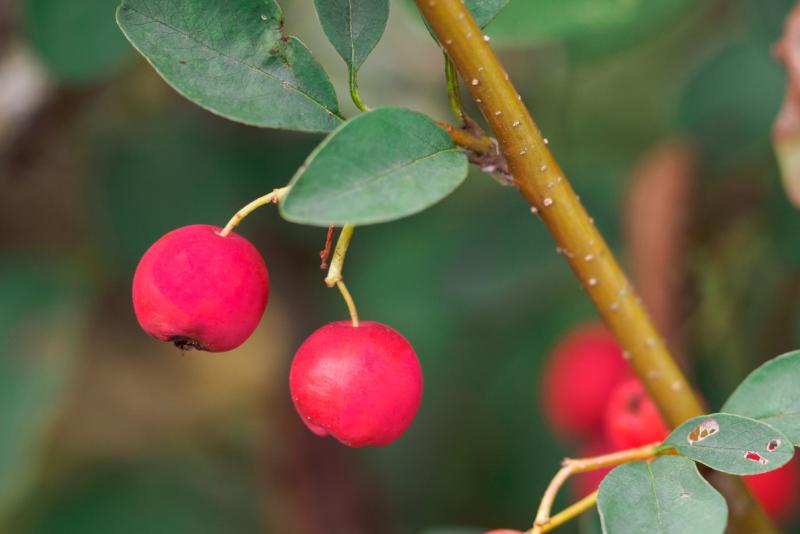 Früchte der Cotoneaster/Zwergmispel