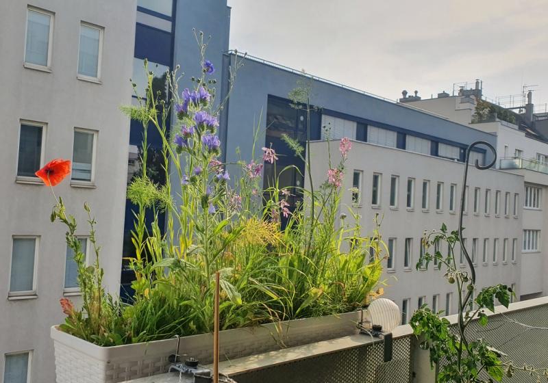 Bienenblumen am Balkon in einem Balkonkistl