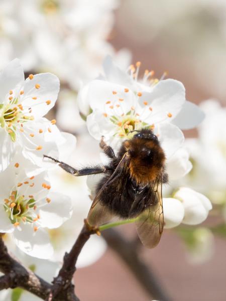 Biene auf Apfelbaum-Blüte