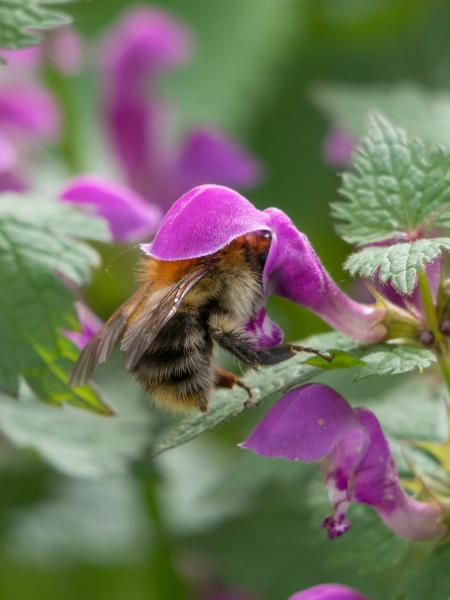 Eine Biene steckt mit ihrem halben Körper in einer violetten Blüte.