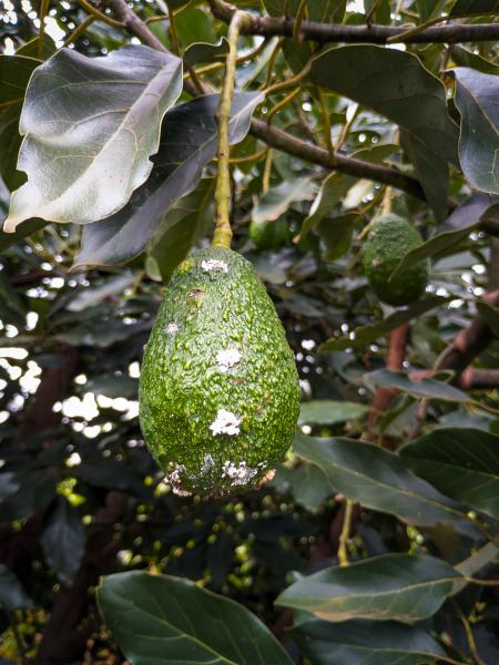 Schädlingsbefall auf einer Avocado