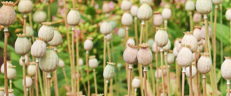 Fruchtstand von Mohn