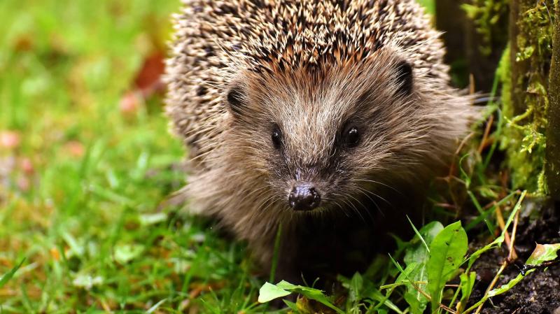 Junger Igel im Garten