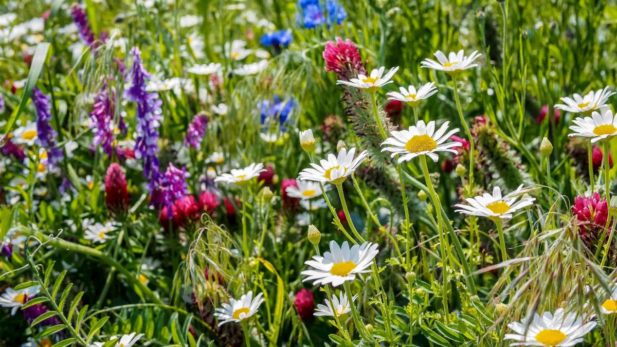 Blumenwiese 