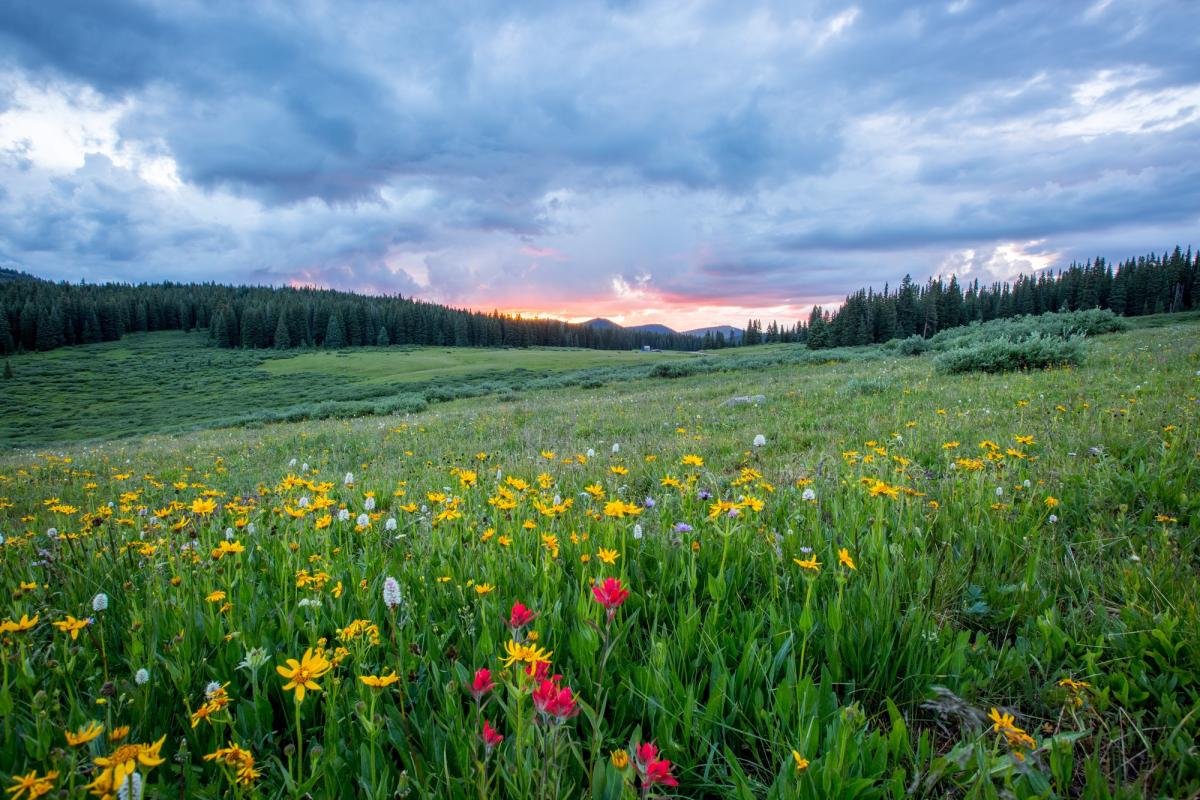 Landschaft mit Blumenwiese