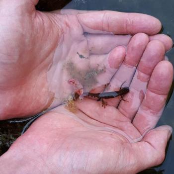 Molch in zwei Händen über dem Teich