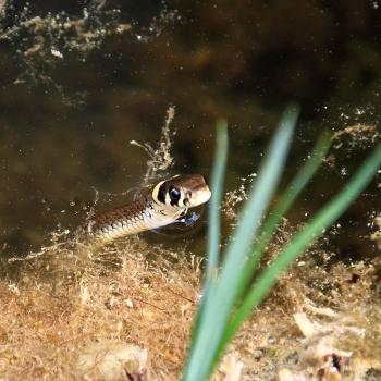 Ringelnatter im Teich