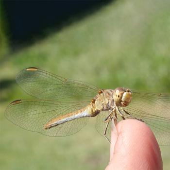 Libelle auf Finger