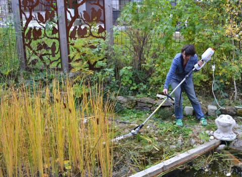 Zurückschneiden von Teichpflanzen, um den Gartenteich winterfest zu machen