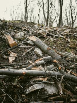 Gefällte Bäume liegen am Waldhang übereinander