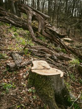 Baumstumpf im Vordergrund, im Hintergrund Naturwald