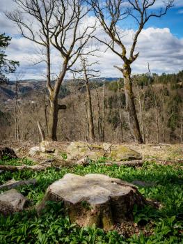 Baumstumpf im Vordergrund umrundet von Bärlauch - im Hintergrund Wald