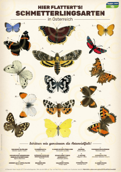 Schmetterlingsplakat mit Wasserzeichen