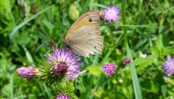 Großes Ochsenauge Schmetterling auf Blume