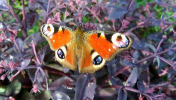 Tagpfauenauge Schmetterling auf Blume 