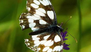 Schachbrett Schmetterling auf Blume