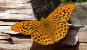 Kaisermantel Schmetterling auf Blume