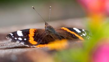 Schmetterling Admiral