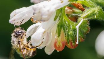 Hummel auf Beinwell