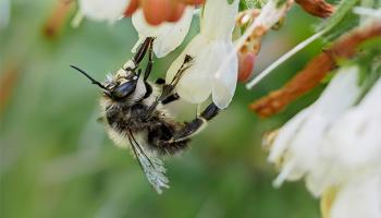 Hummel auf Beinwell