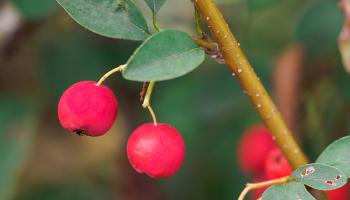 Cotoneaster - Zwergmispel Früchte