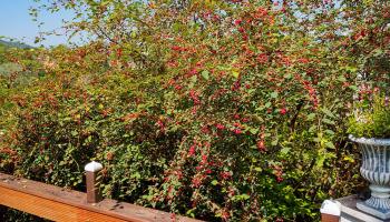 Cotoneaster - Zwergmispel