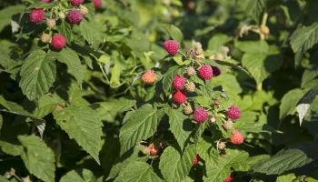 Himbeere (Rubus idaeus)