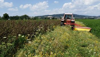 Mähen der Blühstreifen