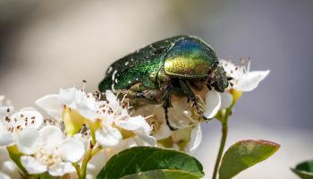 Rosenkäfer auf Cotoneaster (Zwergmispel)