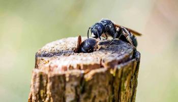 Wildbiene auf Holunderstängel