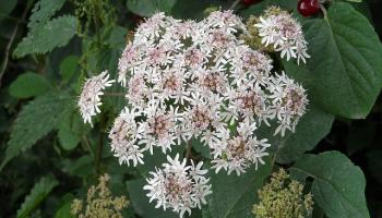 Bärenklau (Heracleum)