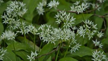 Bärlauch (Allium ursinum)