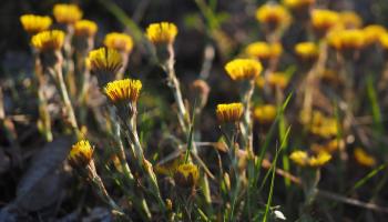 Huflattich (Tussilago farfara)