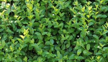 Liguster (Ligustrum)