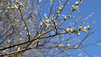 Sal-Weide (Salix caprea)