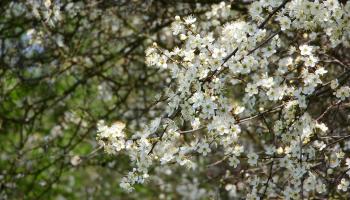 Schwarzdorn (Prunus spinosa)