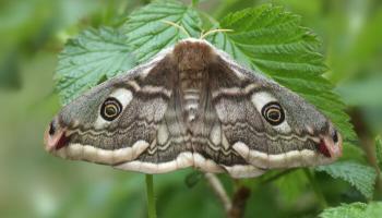 Falter Kleines Nachtpfauenauge (c) Petr Muckstein / shutterstock.com