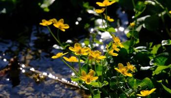 Sumpfdotterblume (Caltha palustris)