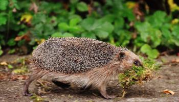 Igel mit Moos