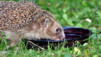 Igel an Wasserstelle