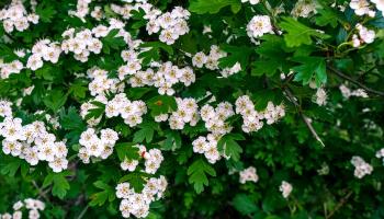 Weißdorn (Crataegus)