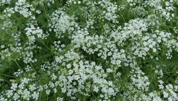 Wiesen-Kerbel (Anthriscus sylvestris)