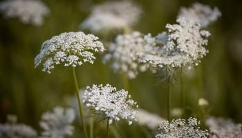 Wilde Möhre (Daucus carota subsp. carota)