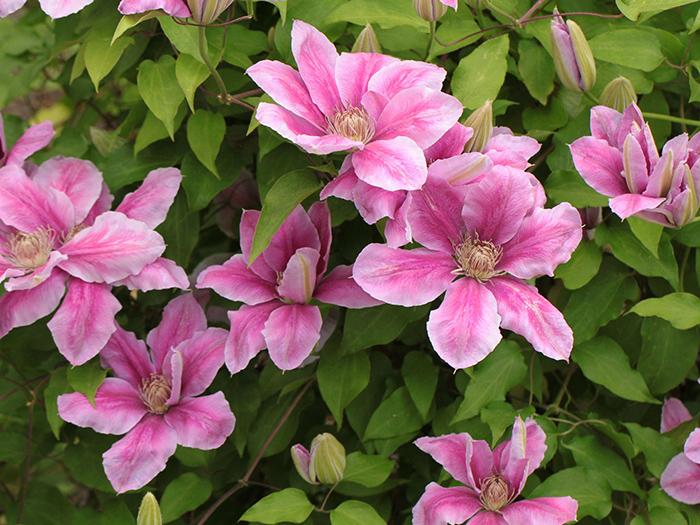 Clematis