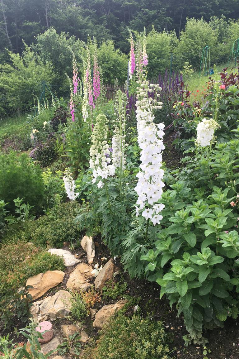 einen frühsommerlichen Einblick in den Slowflower-Garten