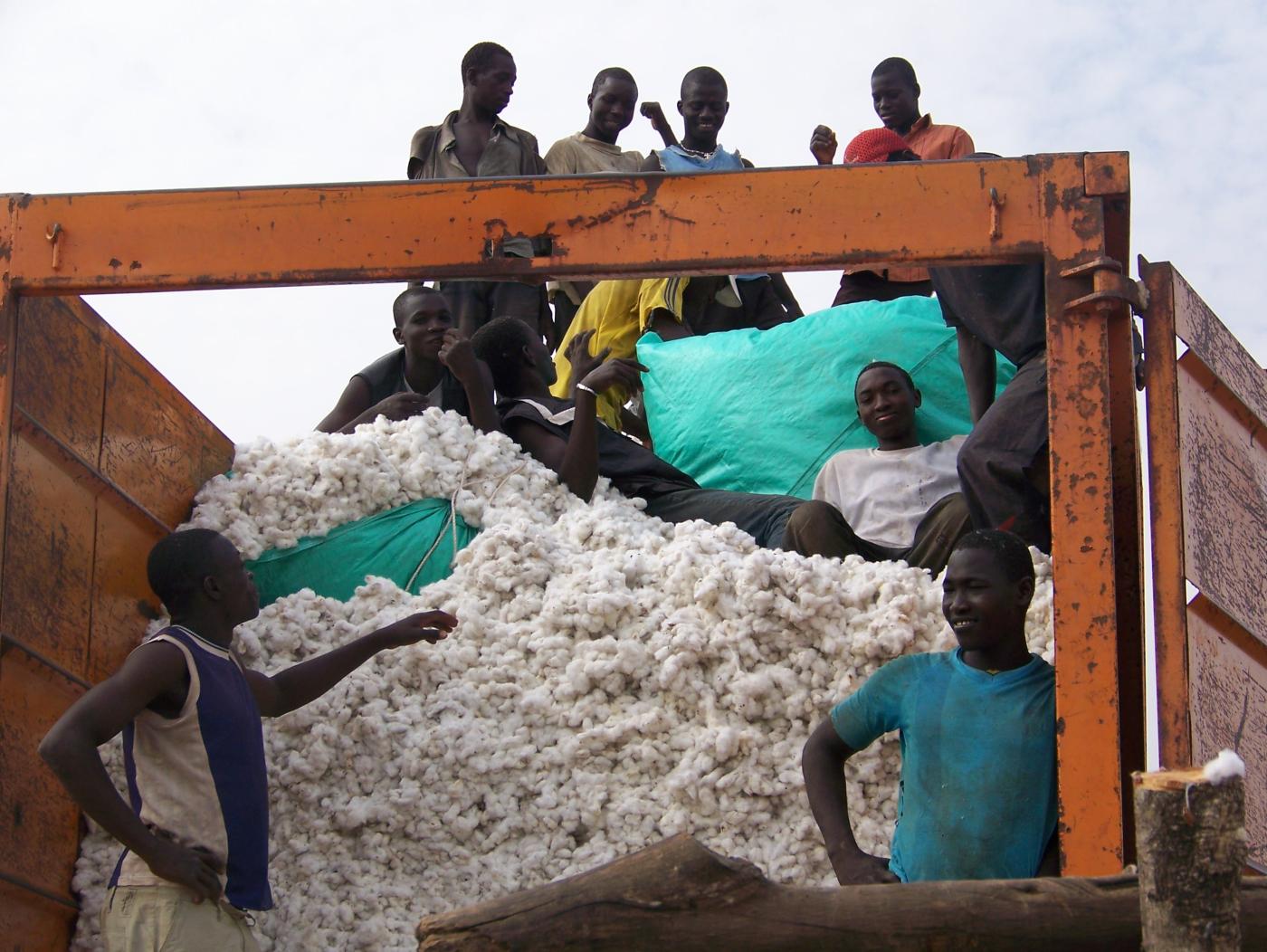 Geerntete Baumwolle wird von Arbeitern auf LKW verladen
