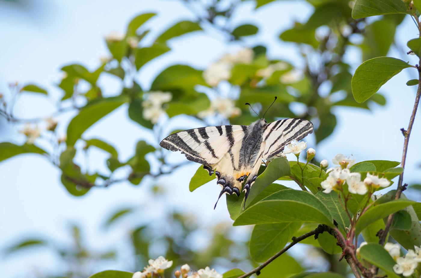 Segelfalter auf Cotoneaster