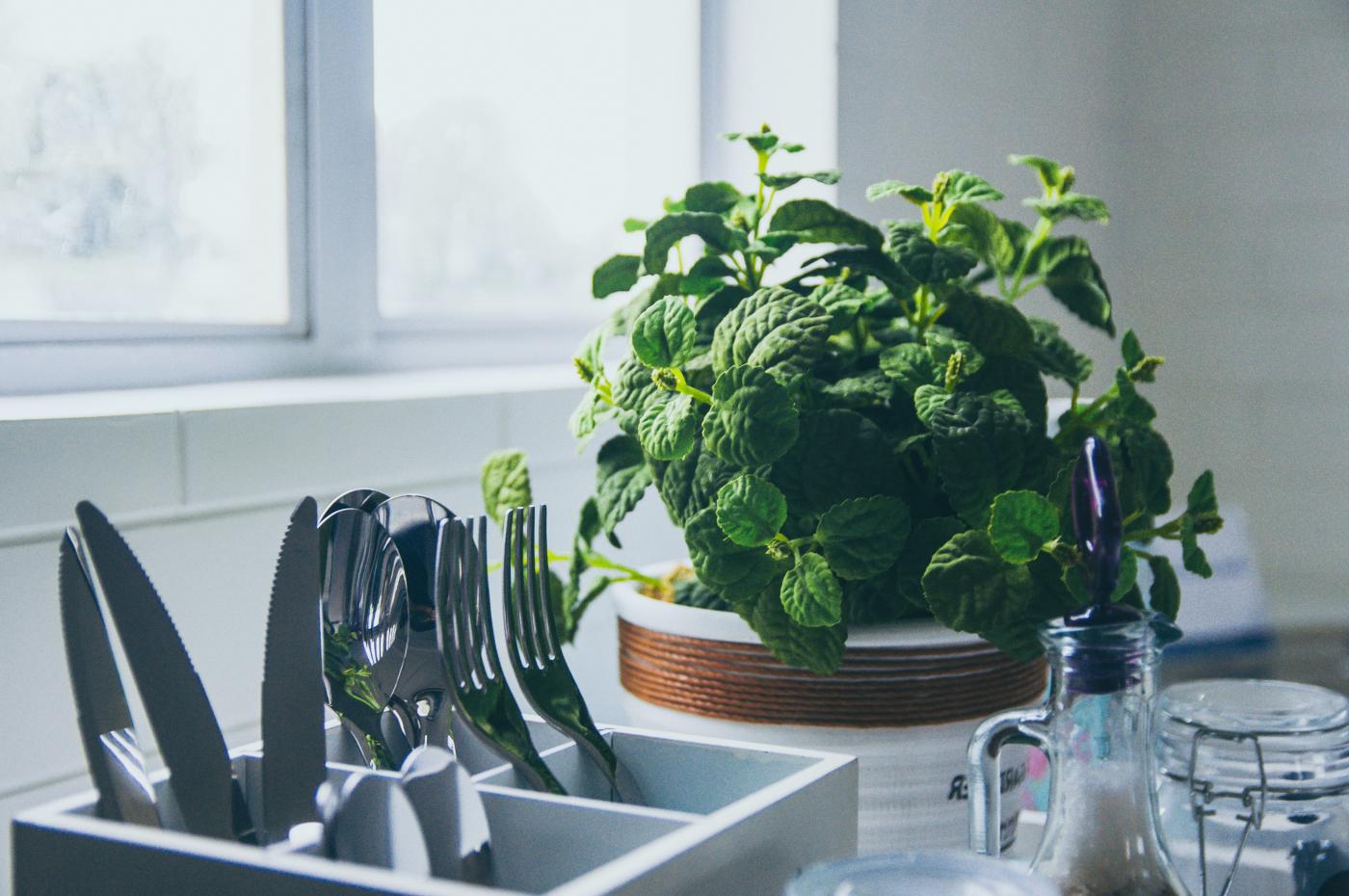 Indoor Garten